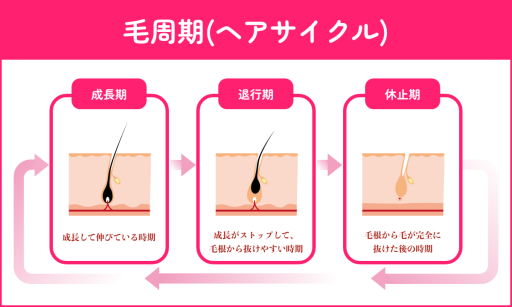 毛周期 脱毛 ヘアサイクル 成長期 退行期 休止期